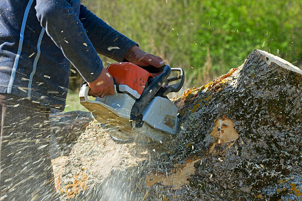 Best Residential Tree Removal  in Willits, CA